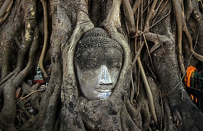 Geschichtspark Ayutthaya: Eingewachsener Kopf Buddhas - Ayutthaya