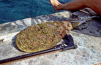 Muschel - Behramkale