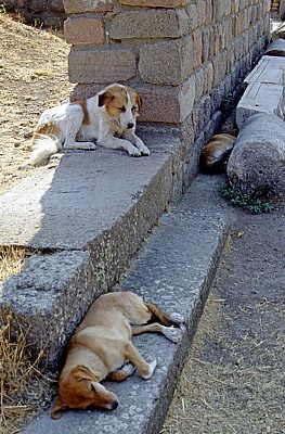 Asklepion: Dösende Hunde - Bergama