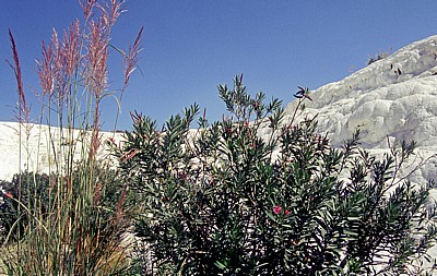 Kalksinterterrassen - Pamukkale