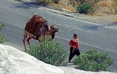 Dromedar mit Führer - Pamukkale