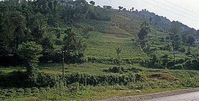 Teeplantage - Schwarzes Meer