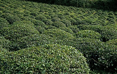 Tee - Schwarzes Meer