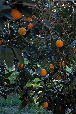 Orangen - Aspendos