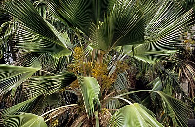 Palme - Zanzibar Town