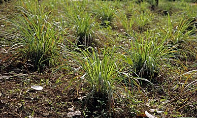 Gewürztour - Sansibar