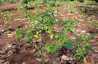 Gewürztour: Piri-Piri Hoho - Sansibar