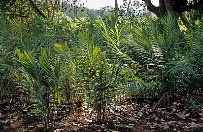 Gewürztour - Sansibar