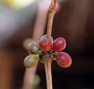 Gewürztour: Kaffee - Sansibar