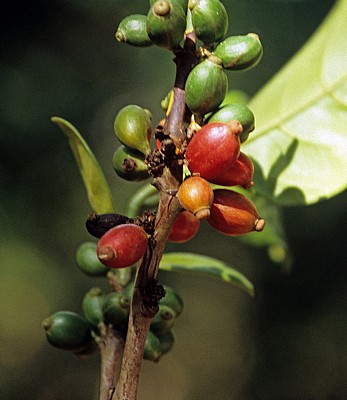 Gewürztour: Kaffee - Sansibar
