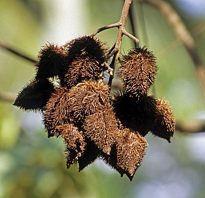 Gewürztour: Lipstick fruit - Sansibar