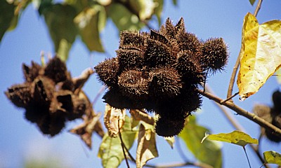 Gewürztour: Lipstick fruit - Sansibar
