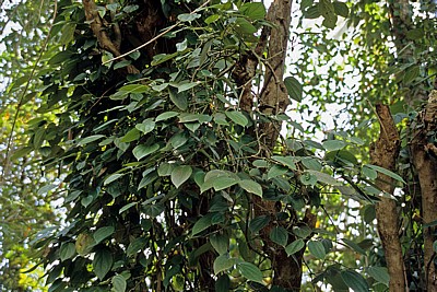 Gewürztour: Pfeffer - Sansibar