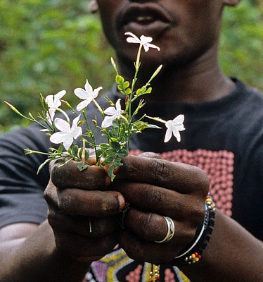 Gewürztour: Jasmin (Jasminum officinale) - Sansibar