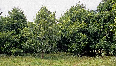 Gewürztour: Muskatnußbäume - Sansibar