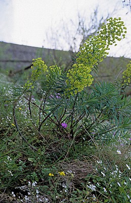 Vegetation am Burghang - Gjirokastra