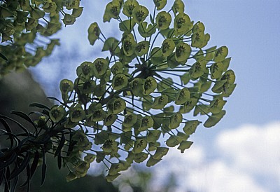Pflanze - Gjirokastra