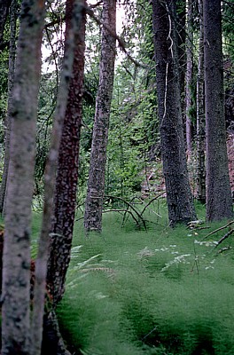 Skurugata - Småland