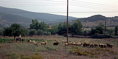Schafhirte mit seiner Herde - Epidauros