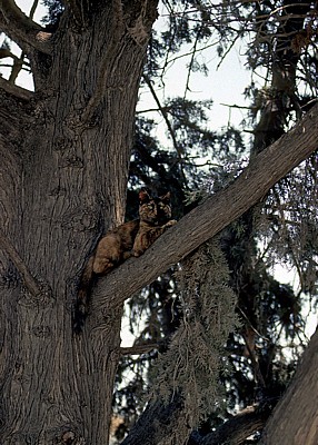 Akropolis: Katze auf einem Baum - Athen