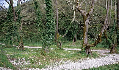 Syri i Kaltër (Blaues Auge): Eichen - Mali i Gjerë