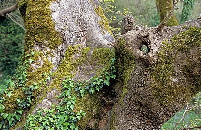 Syri i Kaltër (Blaues Auge): mit Efeu bewachsene Eiche - Mali i Gjerë