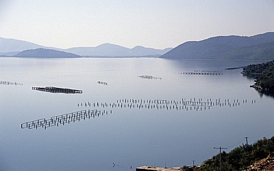 Muschelzucht - Butrint-See