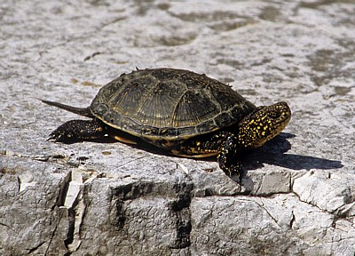 Wasserschildkröte - Butrint