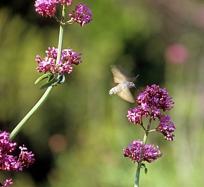 Insekt im Anflug auf eine Blüte - Butrint