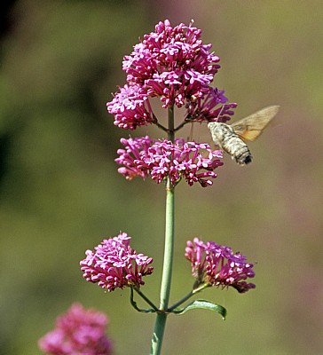 Insekt im Anflug auf eine Blüte - Butrint