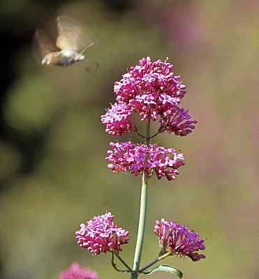 Insekt im Anflug auf eine Blüte - Butrint