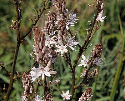 Blüten - Apollonia