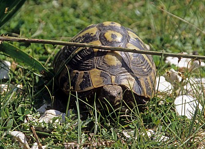 Griechische Landschildkröte (Testudo hermanni) - Apollonia