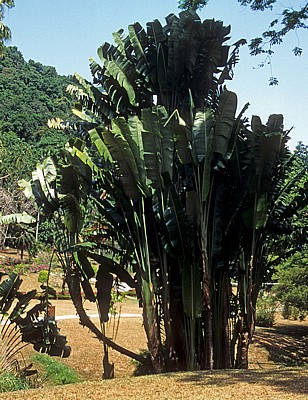 Botanischer Garten: Bananenstaude - George Town (Penang)