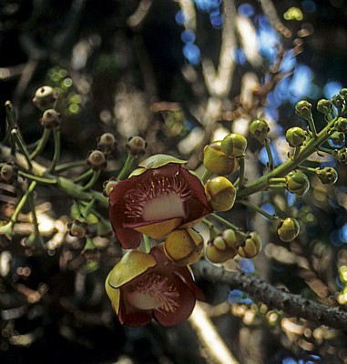 Botanischer Garten: Cannon-Ball Tree - George Town (Penang)