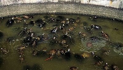 Kek Lok Si-Tempel: Schildkröten im Liberation Pond - Air Itam