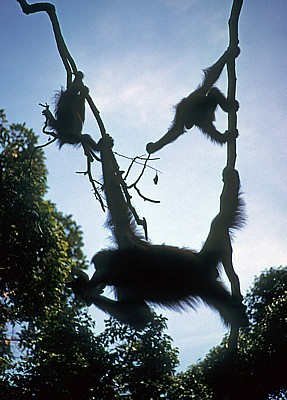 Orang Utans (Pongo abelii) - Leuser National Park