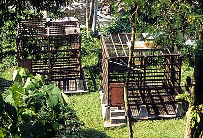 Orang Utan Rehabilitation Center - Leuser National Park