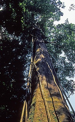 Baum - Leuser National Park