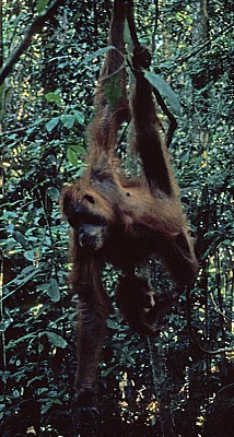 Orang Utans (Pongo abelii) - Leuser National Park