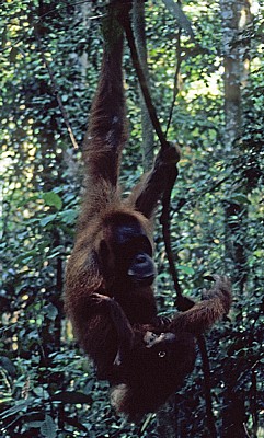 Orang Utans (Pongo abelii) - Leuser National Park
