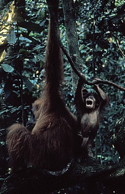 Orang Utans (Pongo abelii) - Leuser National Park