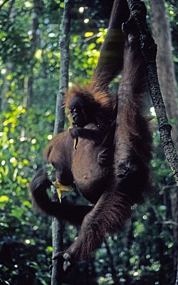Orang Utans (Pongo abelii) - Leuser National Park