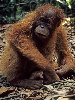 Orang Utan (Pongo abelii) - Leuser National Park