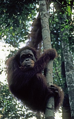 Orang Utan (Pongo abelii) - Leuser National Park