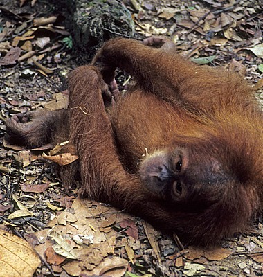 Orang Utan (Pongo abelii) - Leuser National Park