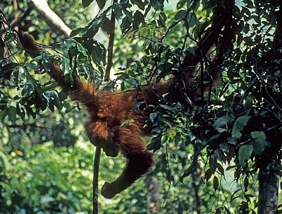 Orang Utan (Pongo abelii) - Leuser National Park