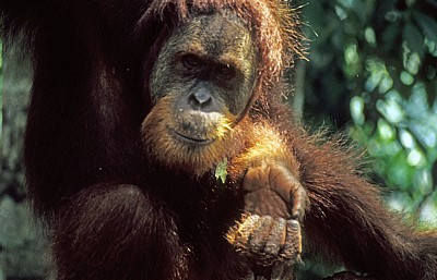 Orang Utan (Pongo abelii) - Leuser National Park