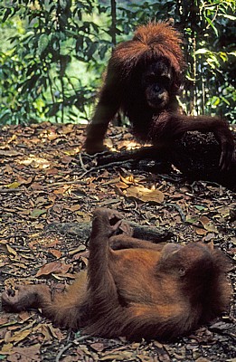 Orang Utans (Pongo abelii) - Leuser National Park