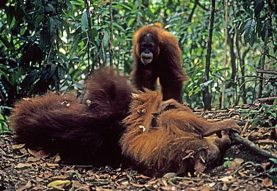 Orang Utans (Pongo abelii) - Leuser National Park